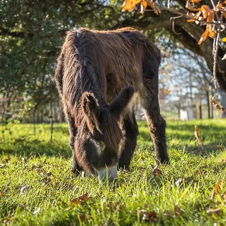 Chao Do Rio - Turismo De Aldeia カントリーハウス