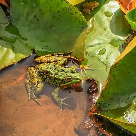 カントリーハウス Chao Do Rio - Turismo De Aldeia