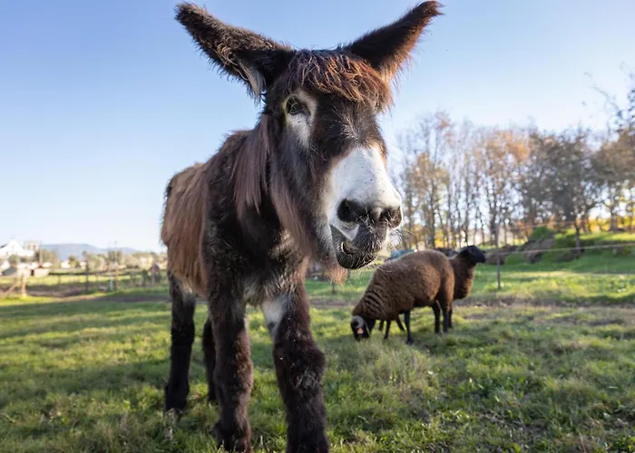 Chão Do Rio - Turismo De Aldeia Seia