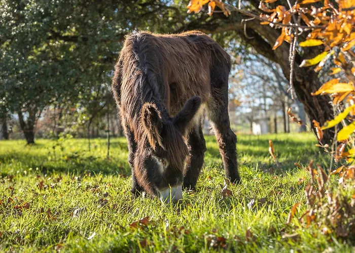Chao Do Rio - Turismo De Aldeia منزل ريفي