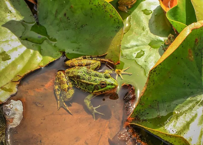 Casa de Campo Chão Do Rio - Turismo De Aldeia